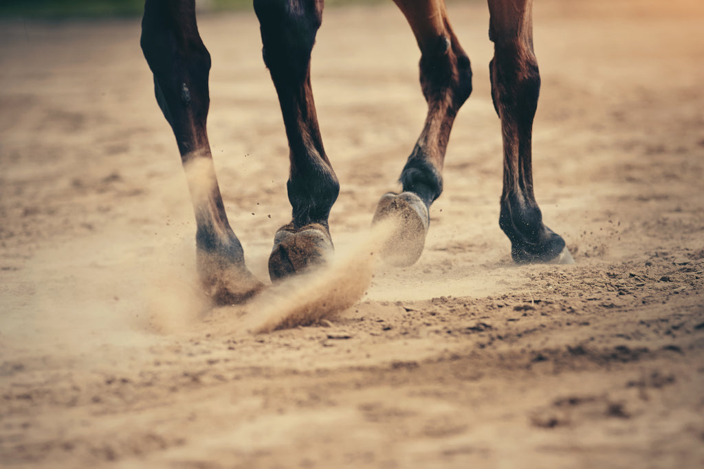 Training von Pferden mit Atemwegserkrankungen wie RAO, IAD & Allergien.