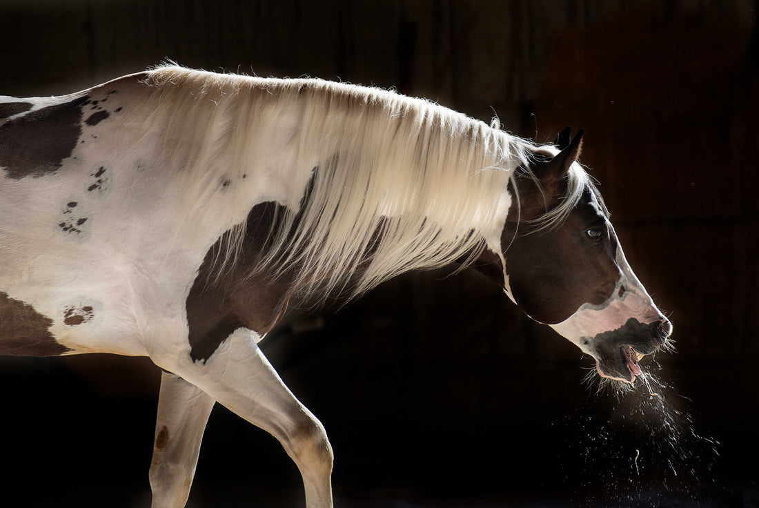 6 Tipps für hustende Pferde
