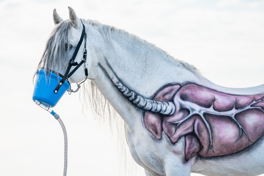 Präventive Inhalation beim Pferd: Chancen und Risiken