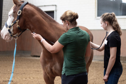 Wie funktioniert eine Bronchoskopie beim Pferd?