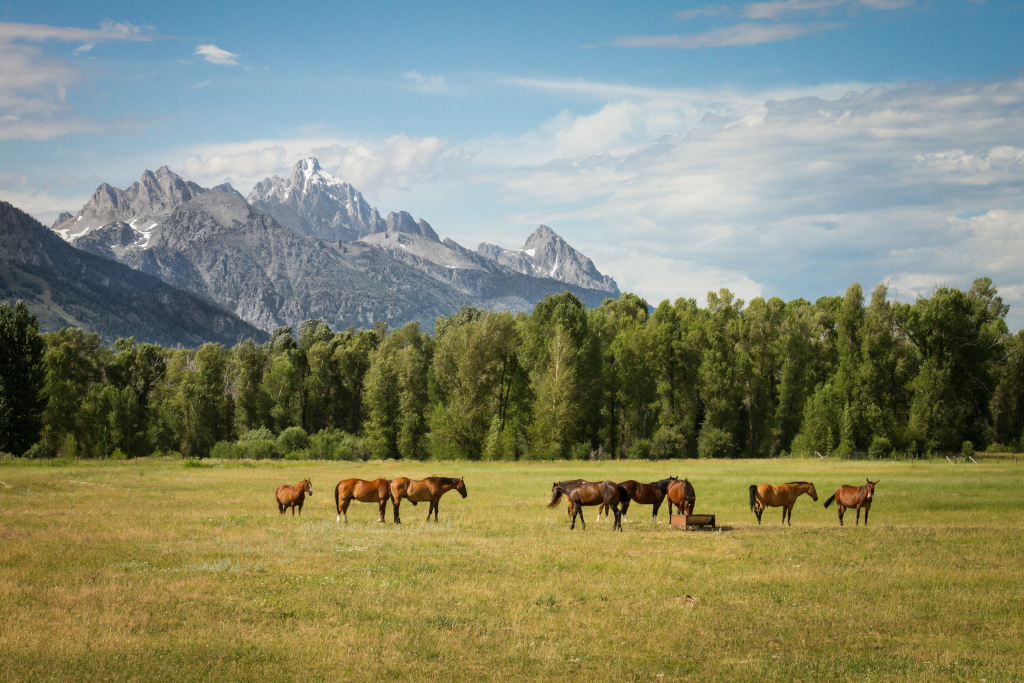 Tipps vom Tierarzt: Management von Pferden mit Equinem Asthma