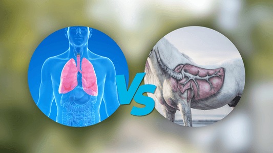 Unterschiede zwischen Inhalatoren für Pferd und Mensch