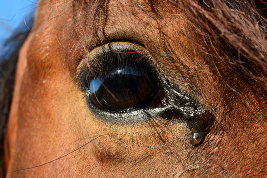 Tränende Pferdeaugen und ihre Ursachen