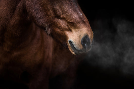 Pferd atmet - Inhalation