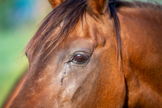 Periodische Augenentzündung beim Pferd